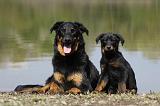 BEAUCERON - ADULTS and PUPPIES 038